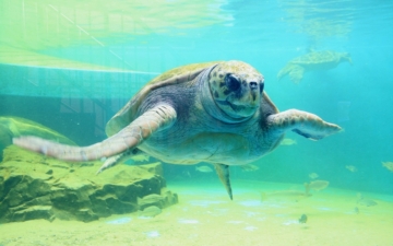 Himeji City Zoo